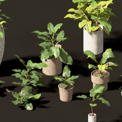 Philodendron Erubescens - Blushing Philodendron 3D Model by 3dgardenplants