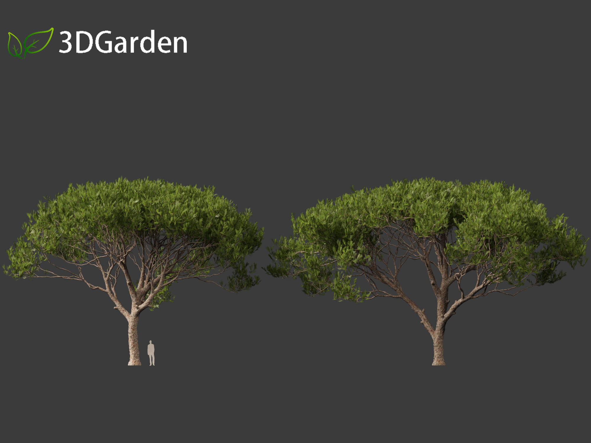 Pinus Pinea - Stone Pine 3D Model by 3dgardenplants