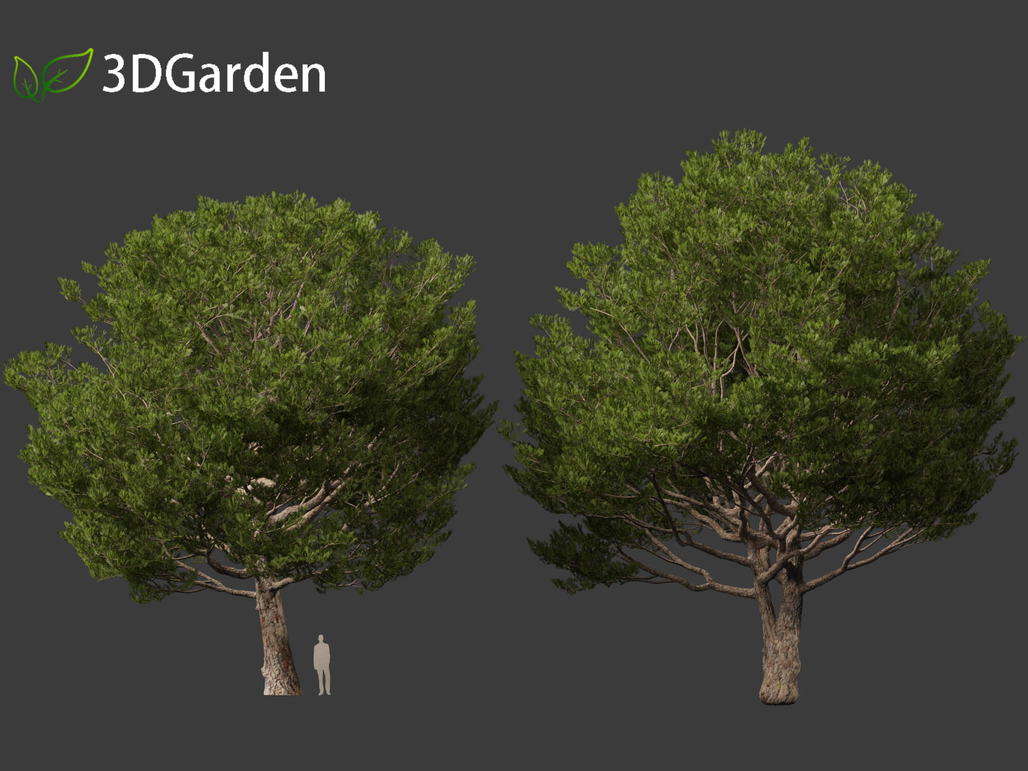 Pinus Pinea - Stone Pine 3D Model by 3dgardenplants