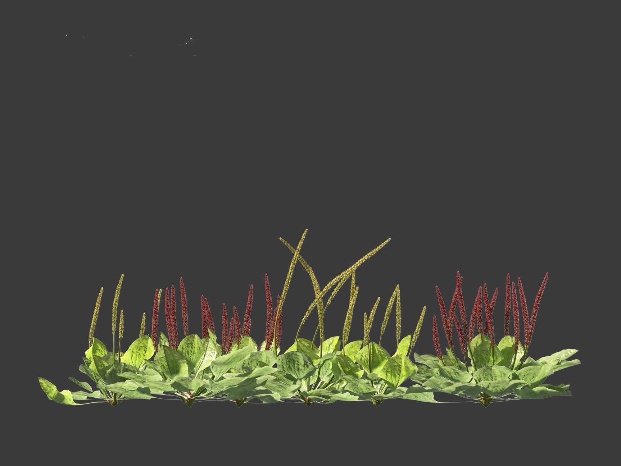 Plantago Major - Broadleaf Plantain 3D Model by 3dgardenplants