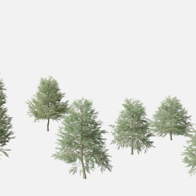 Quercus Phellos - Willow Oak 3D Model by 3dgardenplants