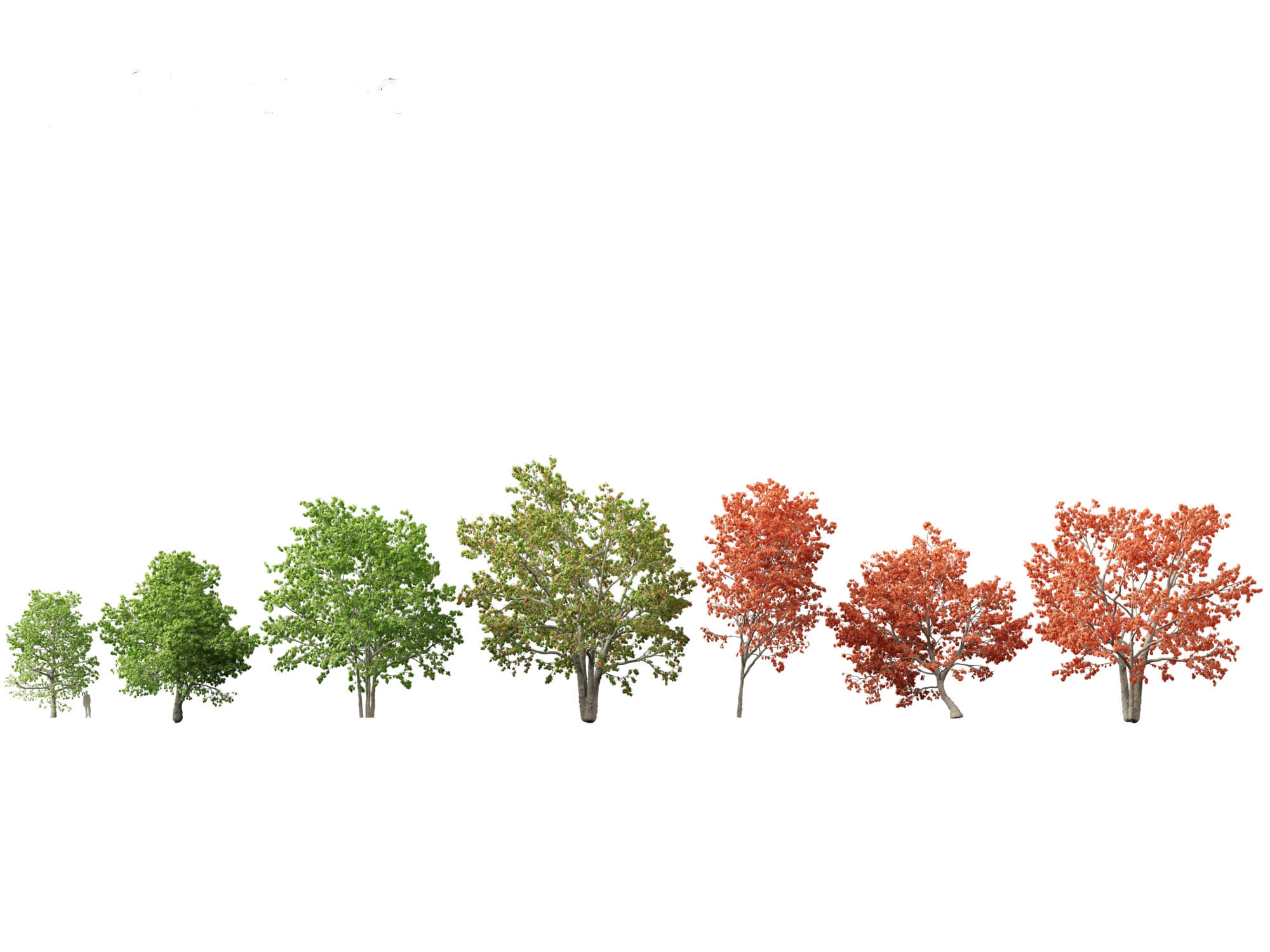 Quercus Rubra - The Northern Red Oak 3D Model by 3dgardenplants