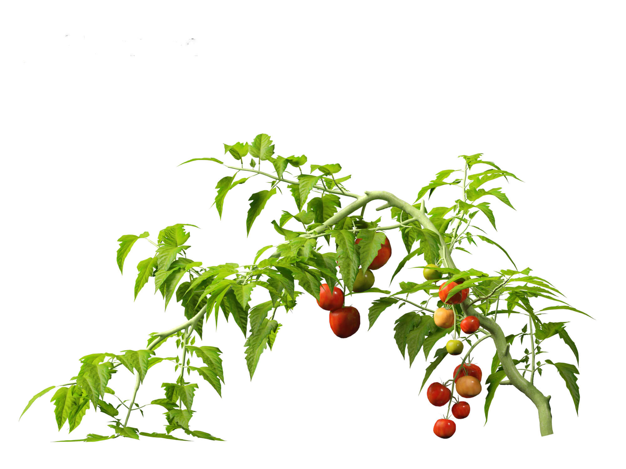 Solanum Lycopersicum - Tomato 3D Model by 3dgardenplants