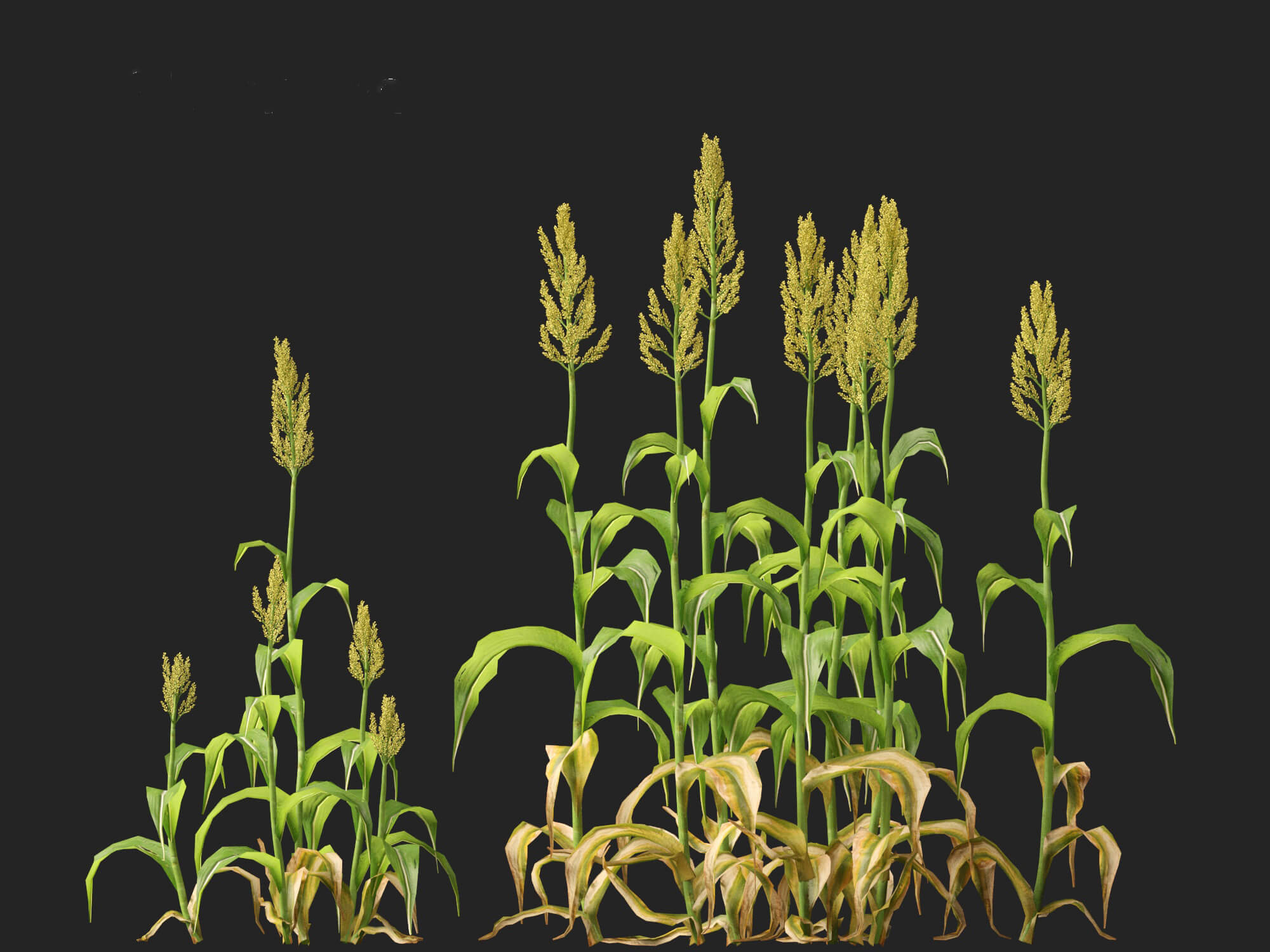 Sorghum Bicolor -Great Millet 3D Model by 3dgardenplants