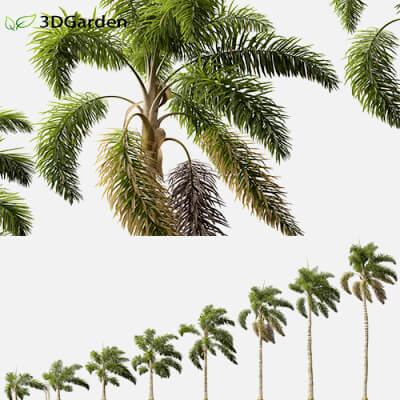 Syagrus Sancona - Columbian Foxtail Palm 02 3D Model by 3dgardenplants
