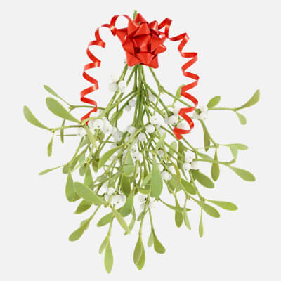 Mistletoe Bunch