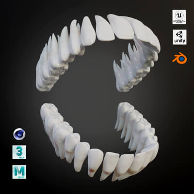 Clean Human Teeth Realistic and Detailed Low Poly 3D Model