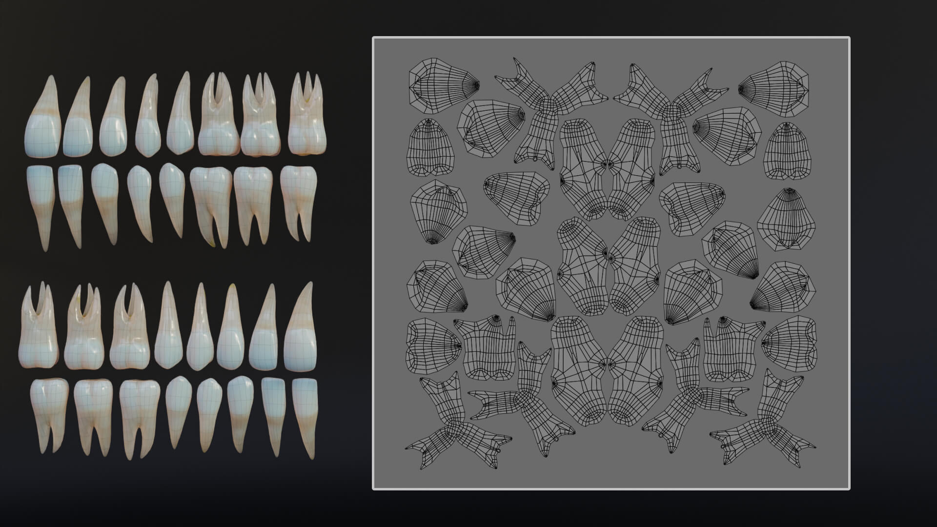 Dirty Human Teeth Realistic and Detailed Low Poly 3D Model by 3DPolyForge