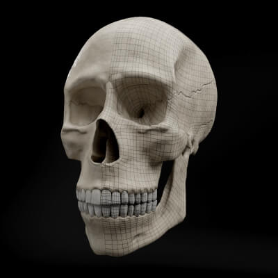 Low Poly Realistic Human Skull