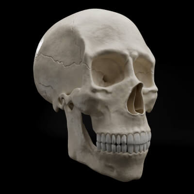 Realistic Human Skull High Poly and Low Poly Versions