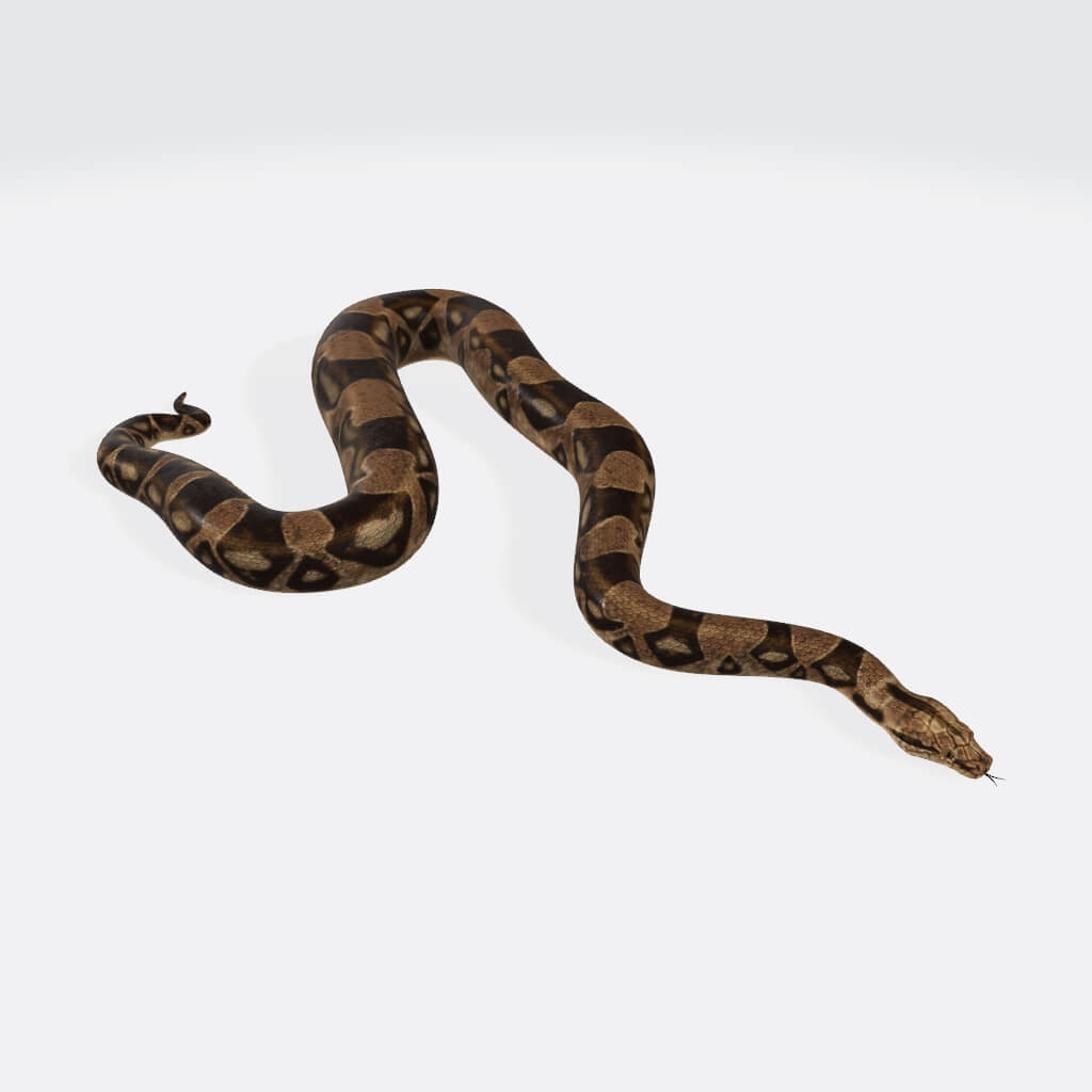 Python Snake - 3D Model by 3dprintmodelSG