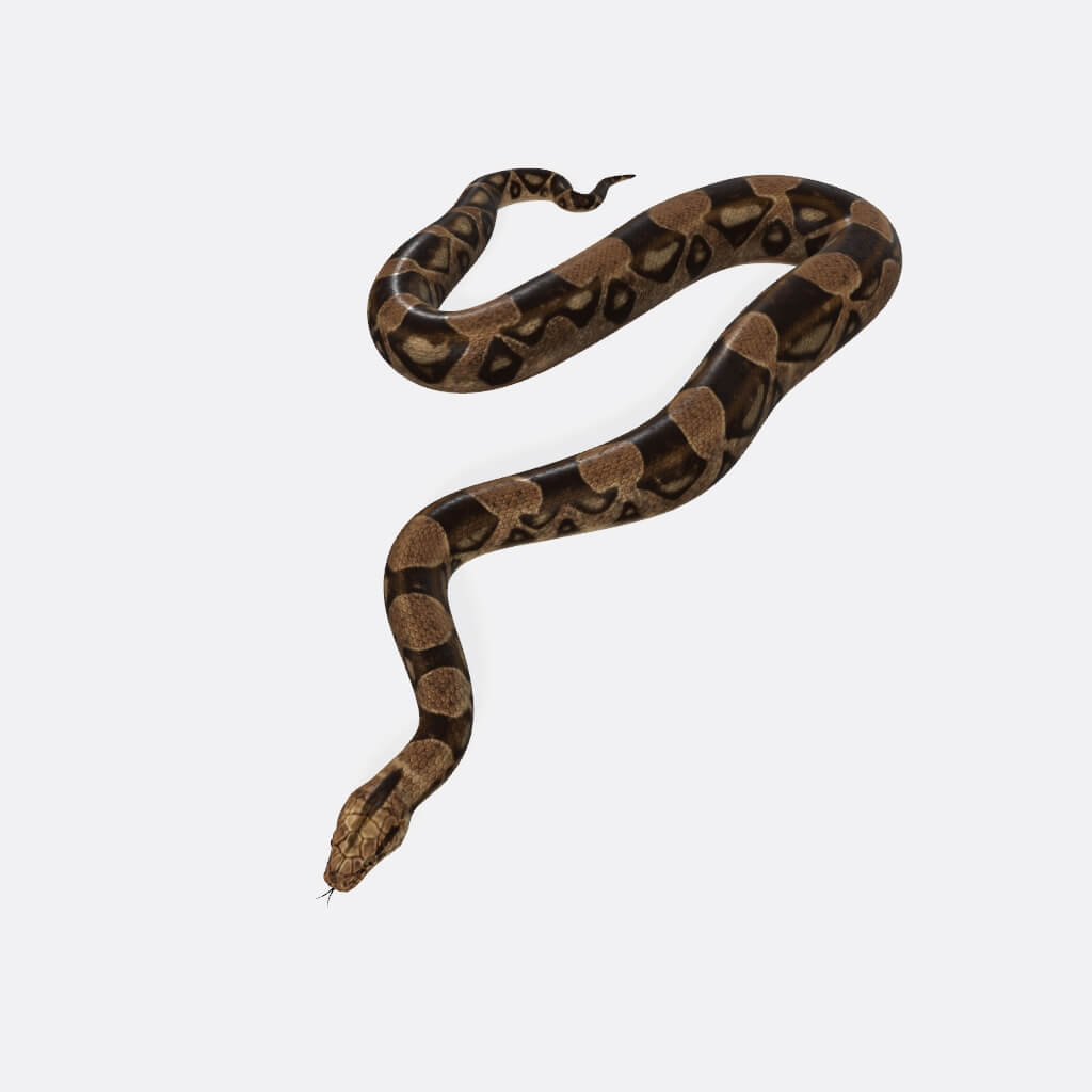 Python Snake - 3D Model by 3dprintmodelSG