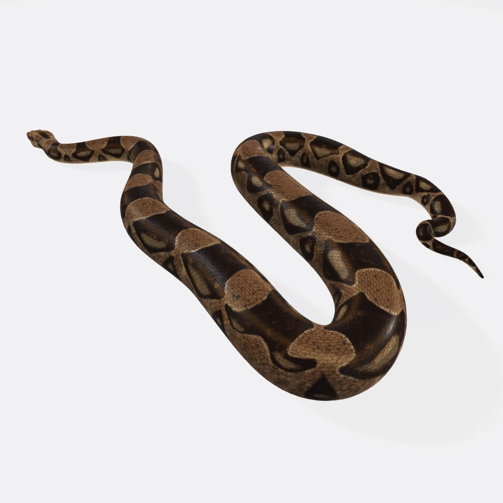 Python Snake - 3D Model by 3dprintmodelSG
