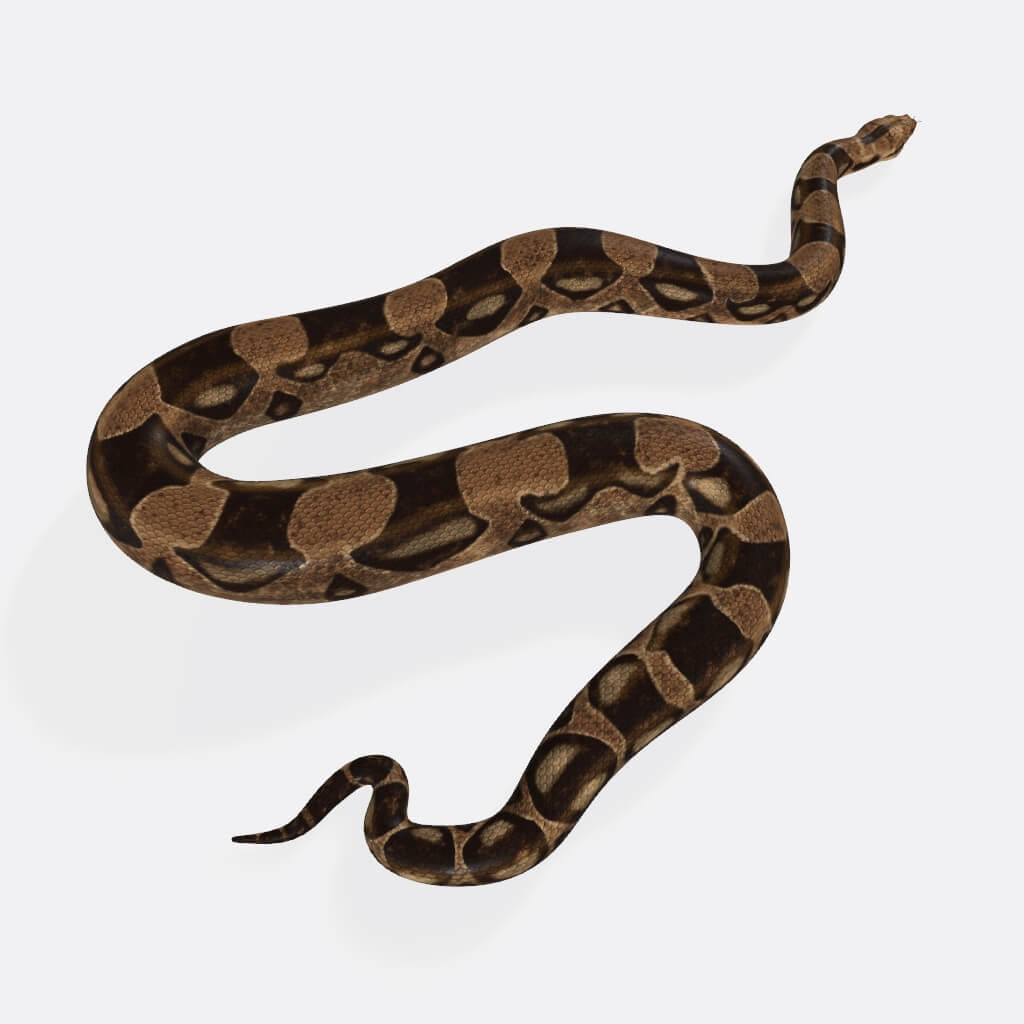 Python Snake - 3D Model by 3dprintmodelSG