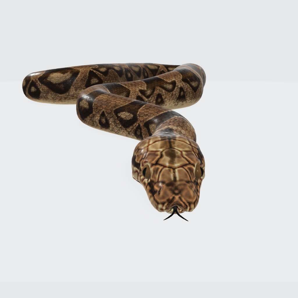 Python Snake - 3D Model by 3dprintmodelSG