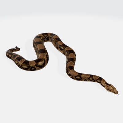 Python Snake - 3D Model by 3dprintmodelSG