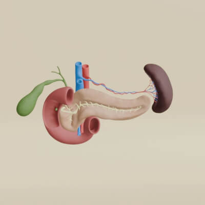 Detailed Human Pancreas and Kidney 3D Model by 3drealism