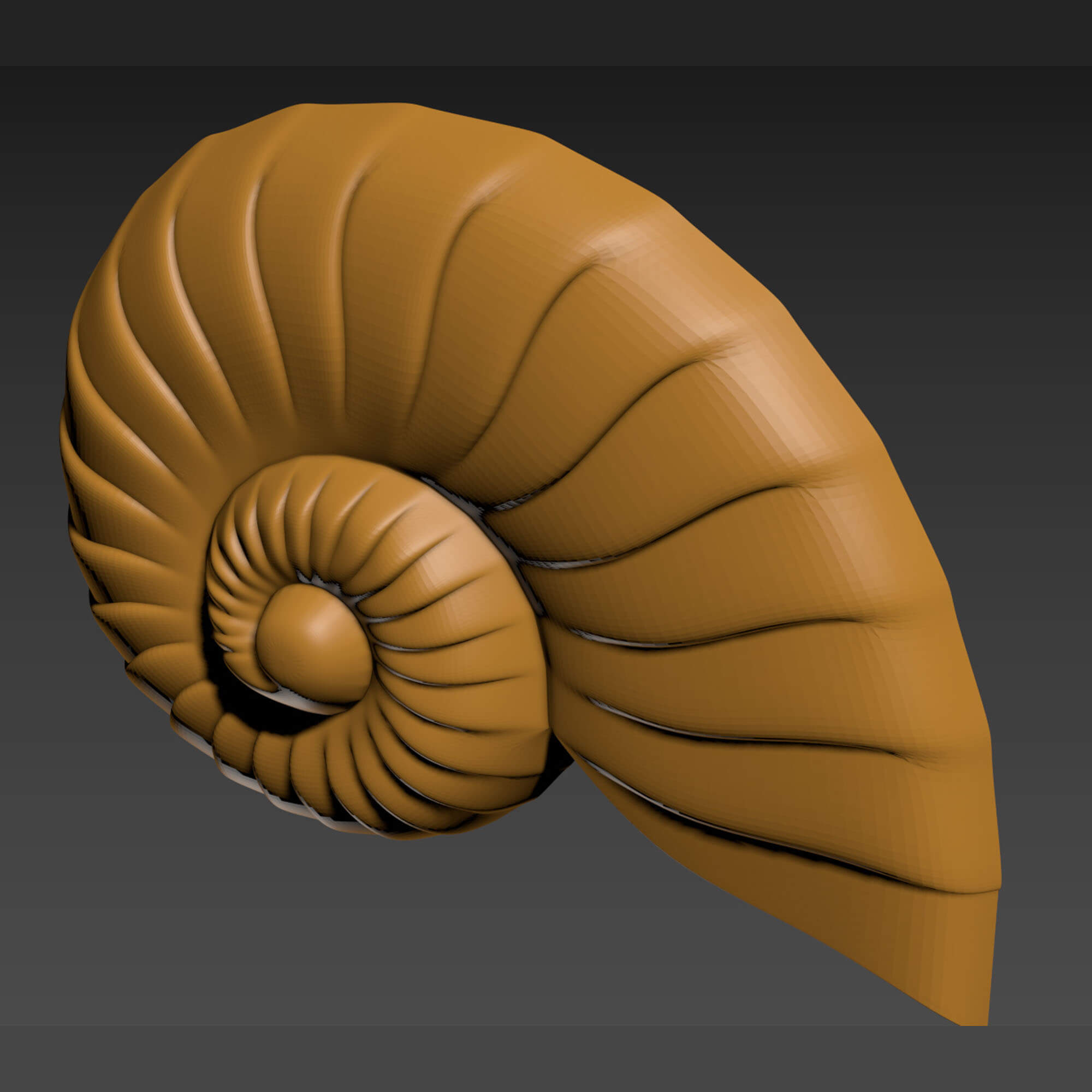 Seashell Shell Clamshell - 3D Print Model by 3DRelief