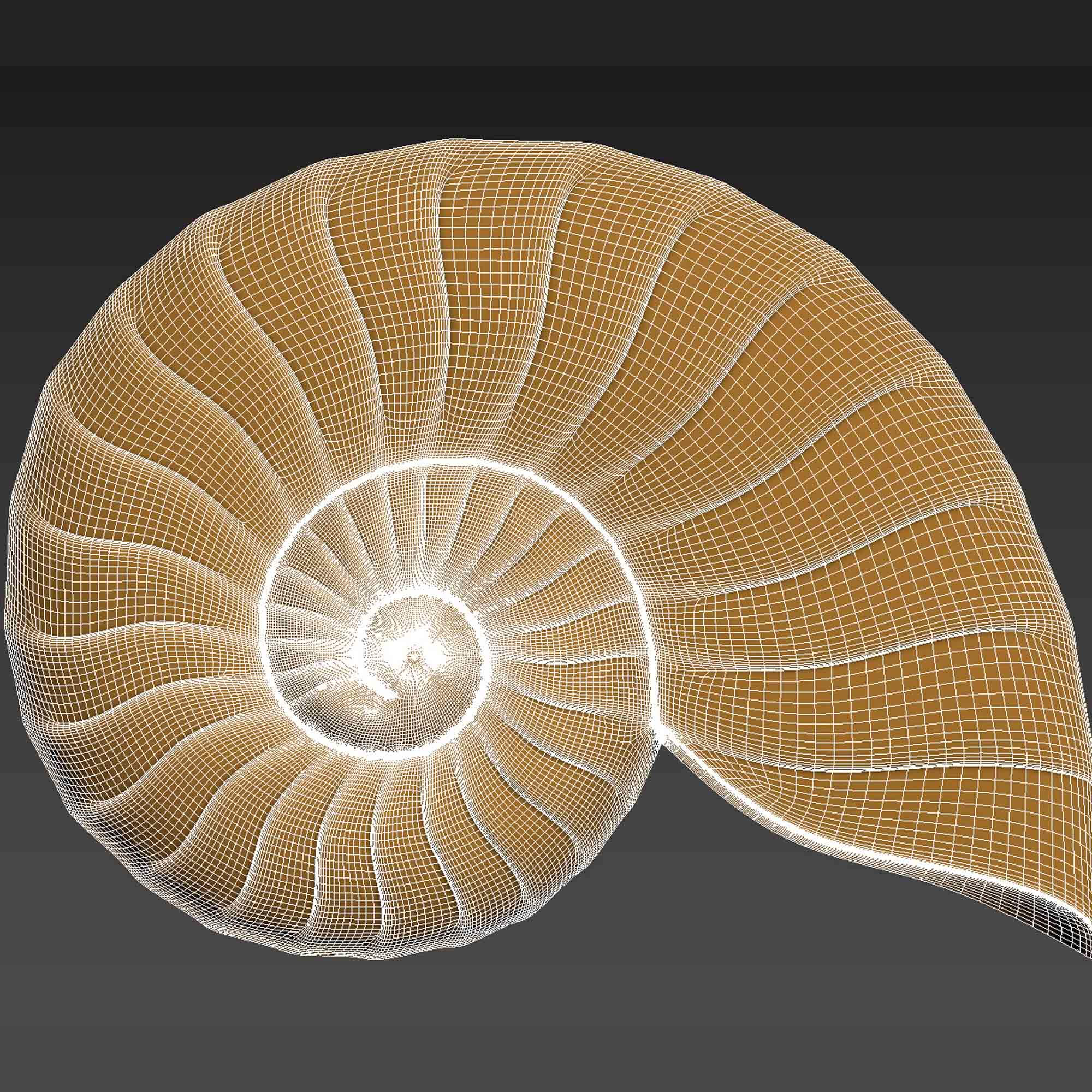 Seashell Shell Clamshell - 3D Print Model by 3DRelief