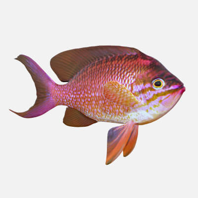 Anthias Fish - 3D Model by 3dstudio