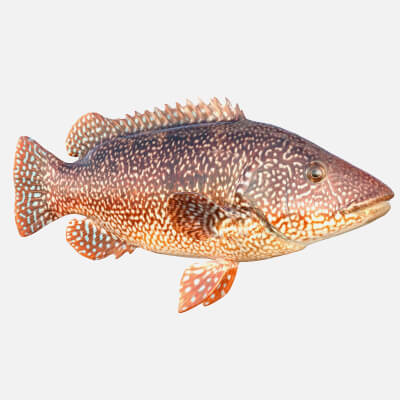 Balen Fish Ballan Wrasse Fish - 3D Model by 3dstudio