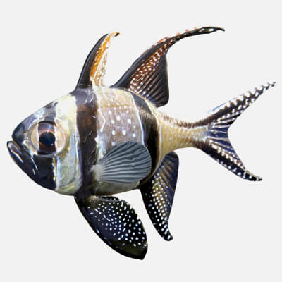 Banggai Cardinalfish - 3D Model by 3dstudio