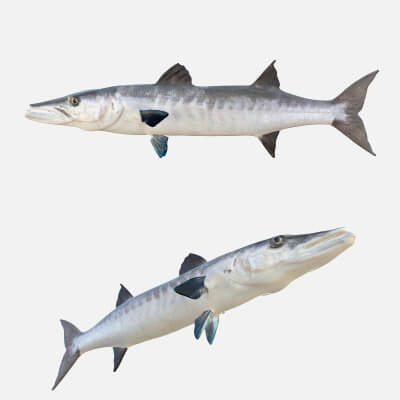 Praquda Fish Barracuda Fish 3D Model by 3dstudio