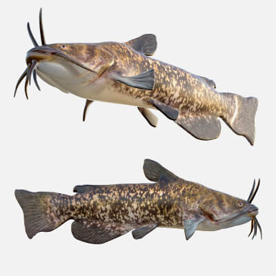 Brown Bullhead Fish - 3D Model by 3dstudio