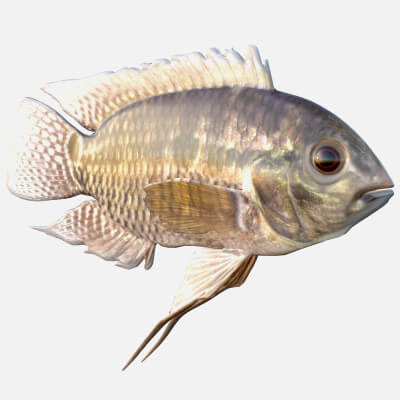 Chanchita Fish - 3D Model by 3dstudio