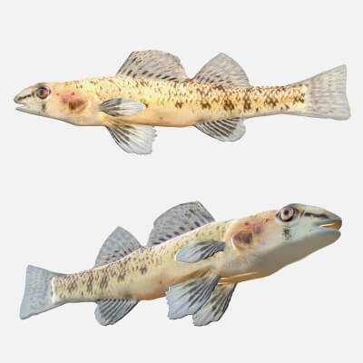 Chitter Fish Choctawhatchee Darter Fish - 3D Model by 3dstudio