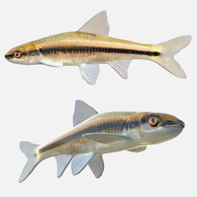 Clear Chub Fish - 3D Model by 3dstudio