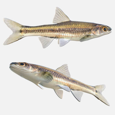 Coastal Shiner Fish - 3D Model by 3dstudio