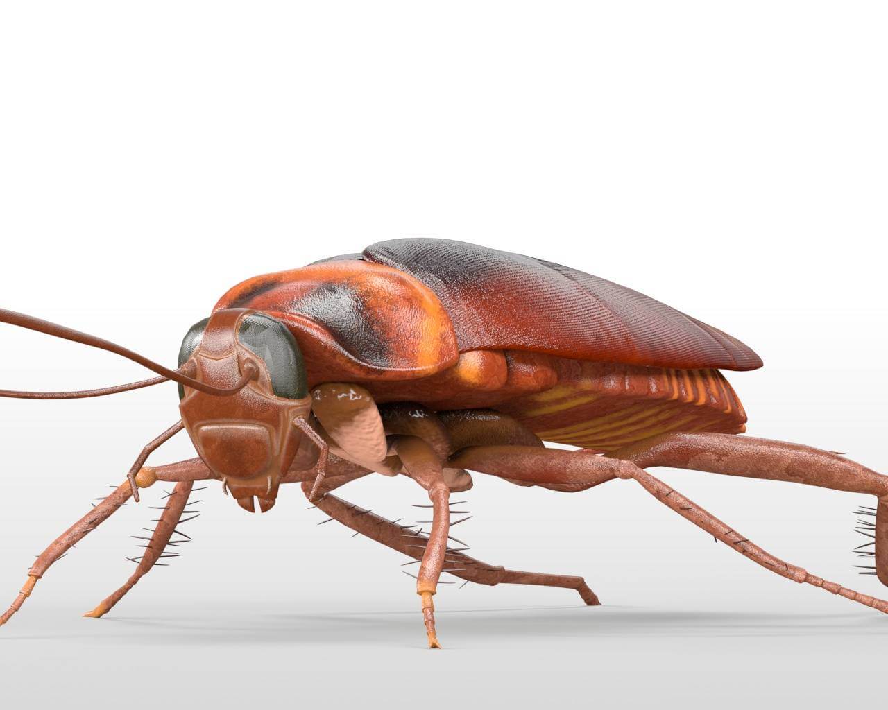 Cockroach 3d Model