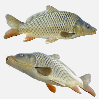 Common Carp Fish - 3D Model by 3dstudio