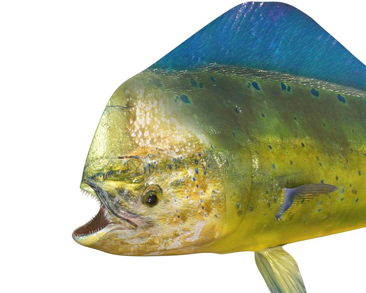 Dorado Mahi Mahi 3D Model by 3dstudio