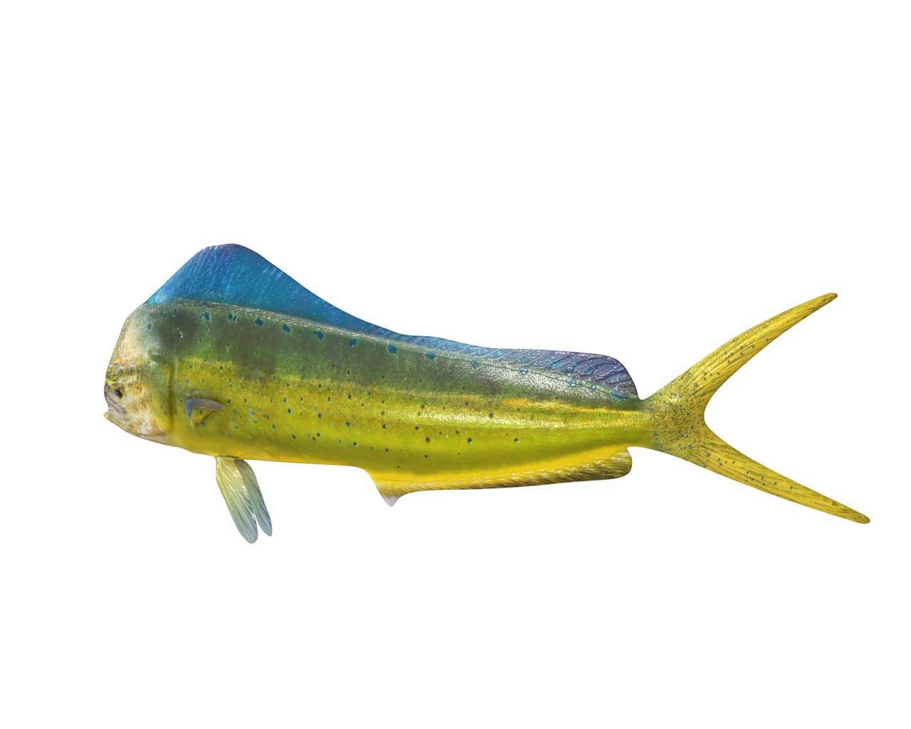 Dorado Mahi Mahi 3D Model by 3dstudio