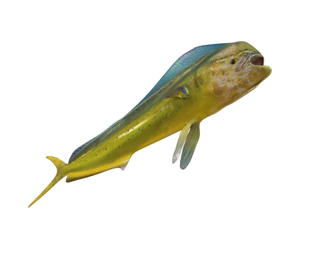 Dorado Mahi Mahi 3D Model by 3dstudio
