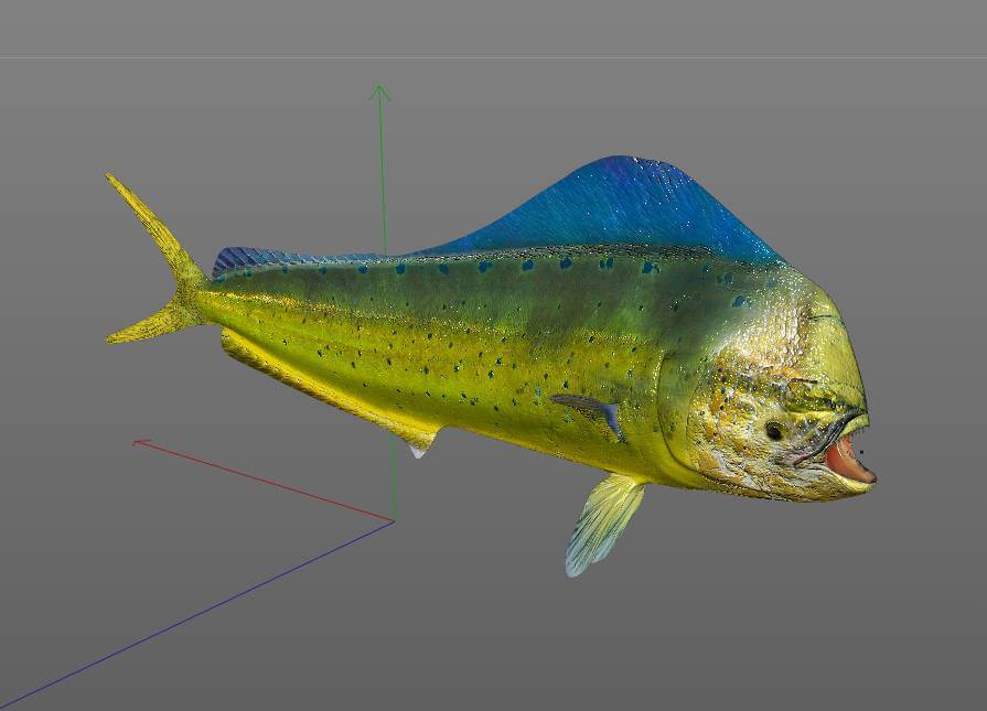 Dorado Mahi Mahi 3D Model by 3dstudio