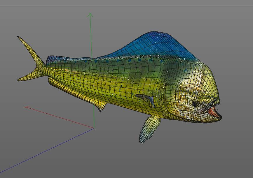 Dorado Mahi Mahi 3D Model by 3dstudio