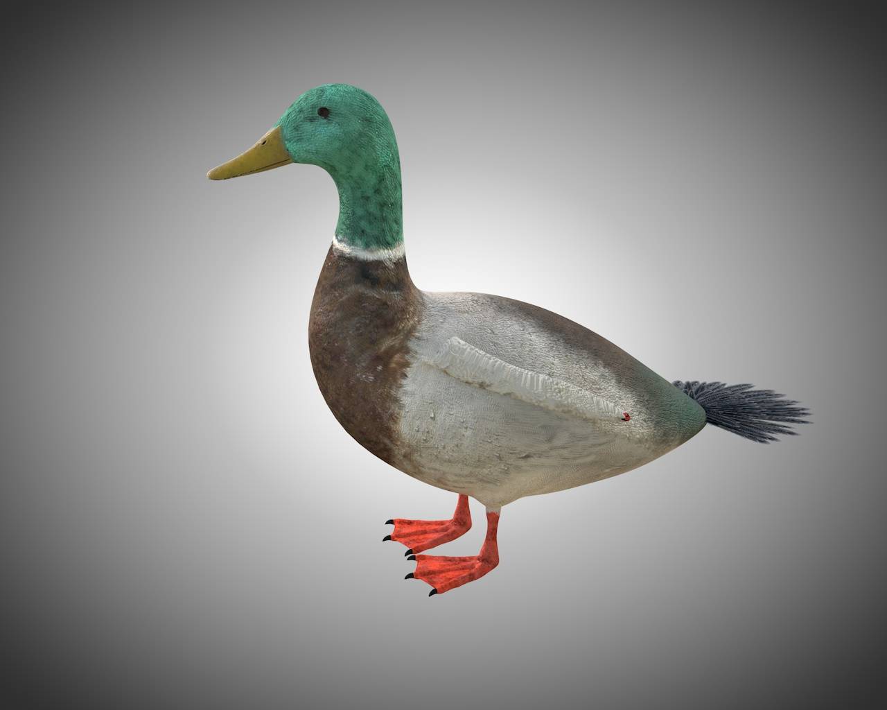 Duck 3d model reference. Duck model. Утенок 3д. 3d модель утки. Референс для 3d утка.