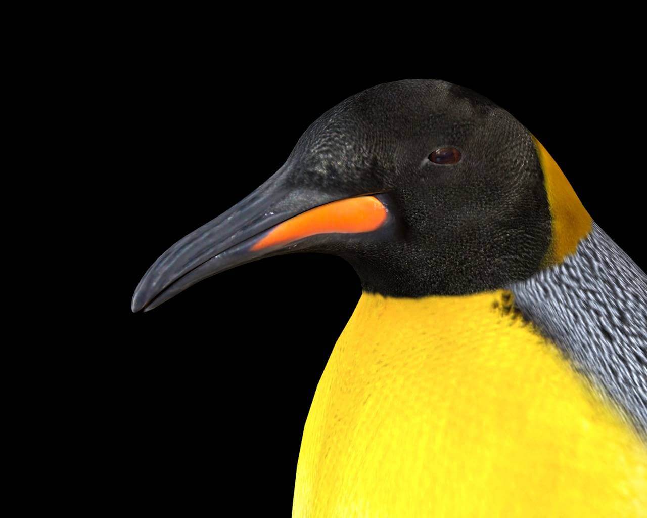 Emperor Penguin - 3D Model by 3dstudio