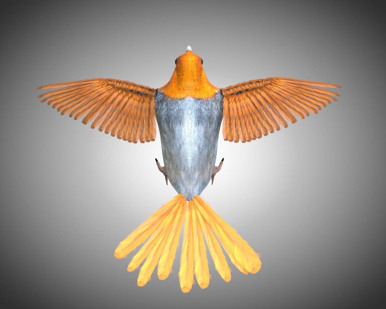 Finch - 3D Model by 3dstudio