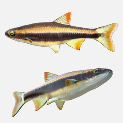 Flagfin Shiner Fish - 3D Model by 3dstudio