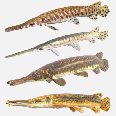 Three Gar Fish Gar Fish Collection - 3D Model by 3dstudio