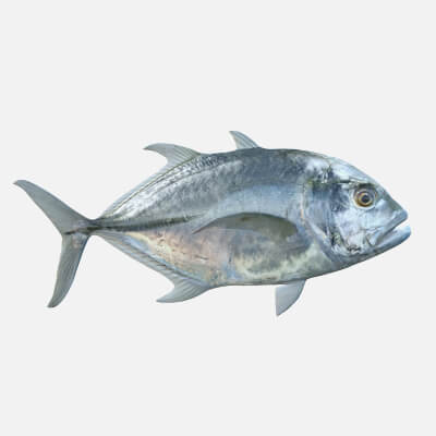 Trilly Fish Giant Trevally Fish - 3D Model by 3dstudio