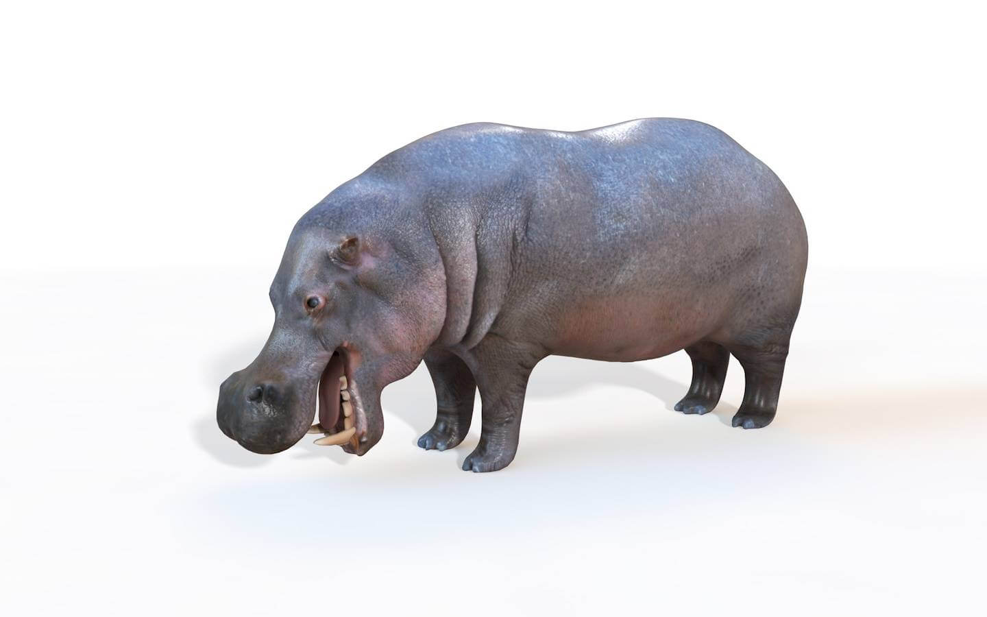 Hippo 3D Model by 3dstudio