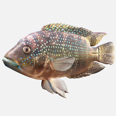 Jack Dempsey Fish - 3D Model by 3dstudio