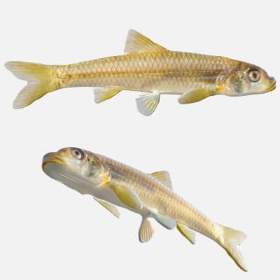 Longnose Shiner Fish - 3D Model by 3dstudio