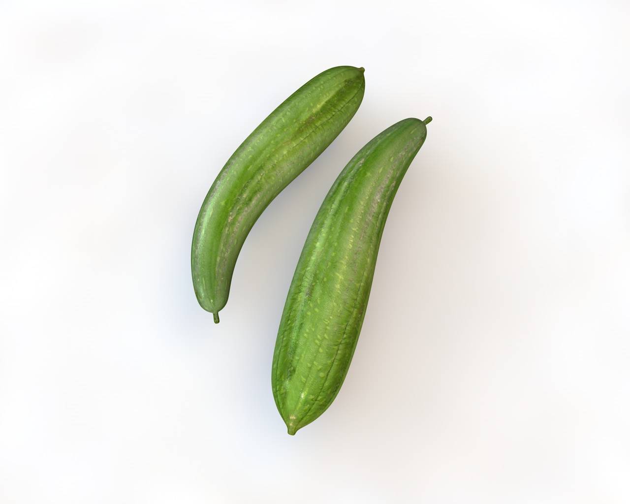 Luffa 3D Model by 3dstudio