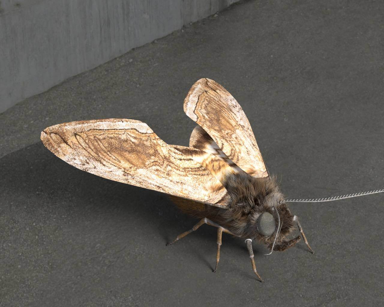 Moth 3D Model